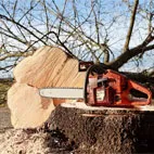 abattage-d-arbres-34-herault